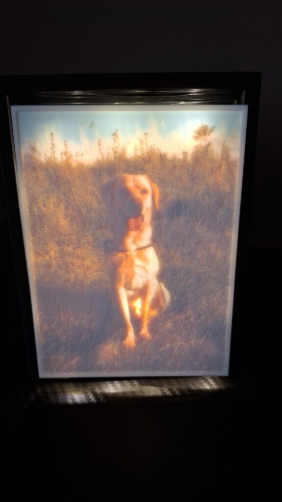 foto labrador met lichtje